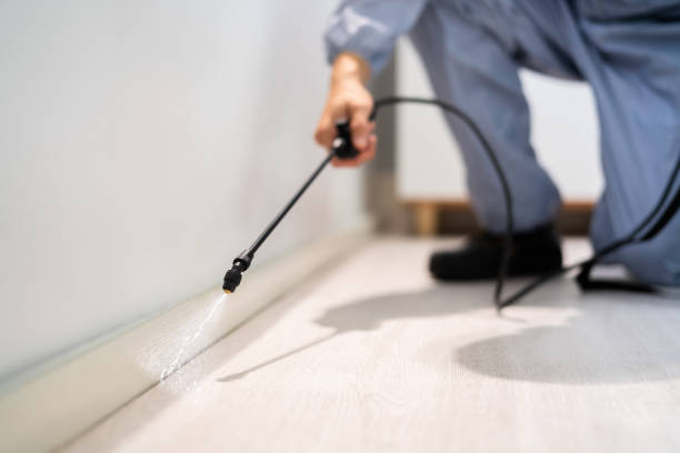 Certified termite inspector examining foundation in Little Canada