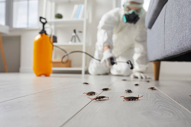 Post-Treatment Bed Bug Interceptor Monitoring in Little Canada